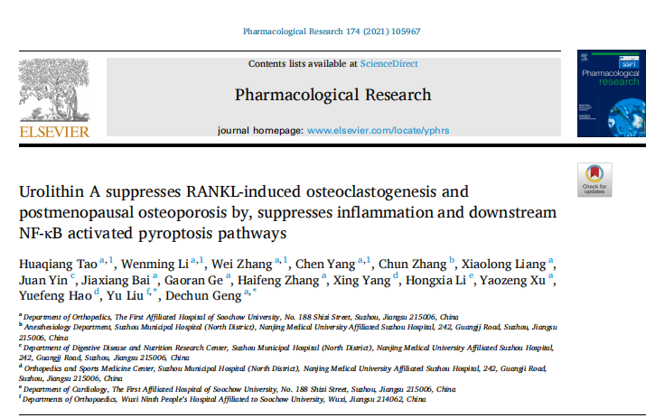 尿石素A通过抑制炎症和下游NF-κB激活的细胞焦亡通路来抑制RANKL诱导的破骨细胞生成和绝经后骨质疏松症