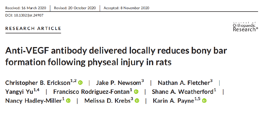 局部递送的抗VEGF抗体可减少大鼠骺端损伤后骨条的形成