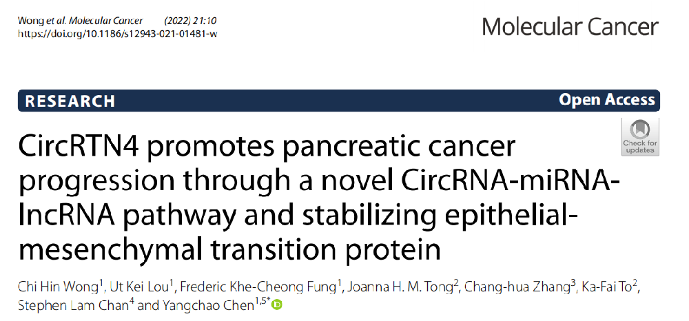 CircRTN4通过新的CircRNA-miRNA-lncRNA通路促进胰腺癌进展并稳定上皮-间质转化蛋白