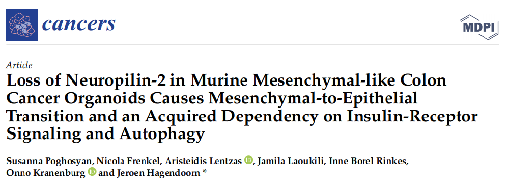 小鼠间充质样结肠癌类器官中神经pilin-2的缺失导致间充质向上皮细胞的转化和对胰岛素受体信号传导和自噬的获得性依赖