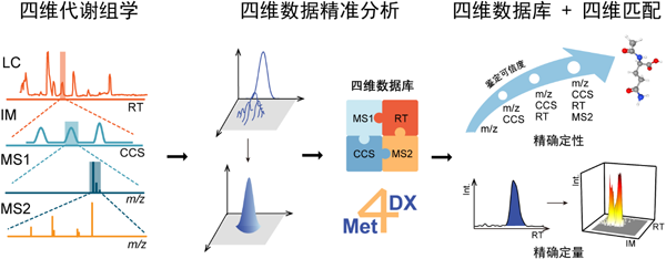研究人员开发出四维代谢组学精准分析技术Met4DX