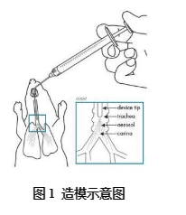 实验外包——急性肺损伤模型的简介