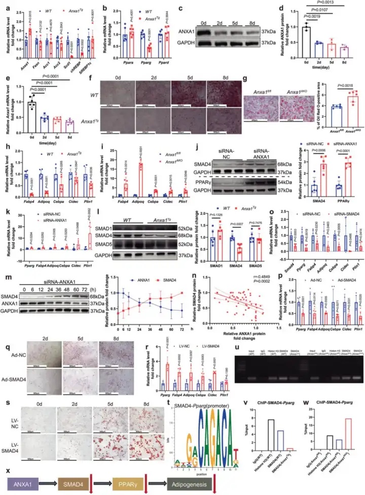 腺病毒载体介绍及高分应用案例