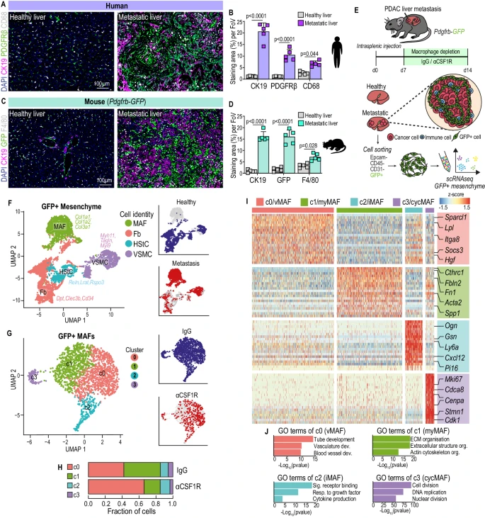 巨噬细胞与成纤维细胞的 JAK/STAT 信号 “串扰“ 如何驱动转移生长？